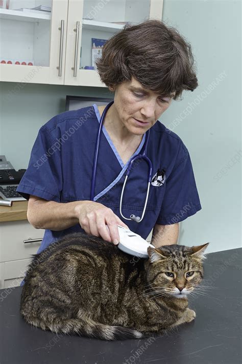 Vet Checking Cat S Microchip Stock Image C Science Photo