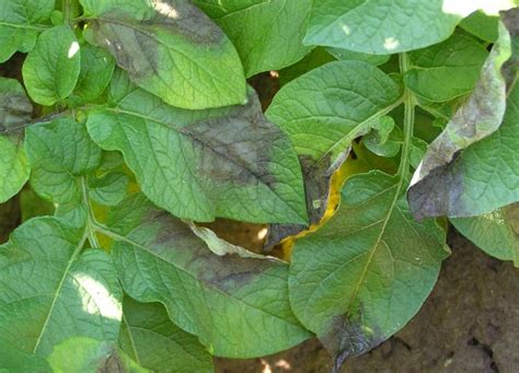 Сорт картошки Любава: описание и фото, отзывы садоводов