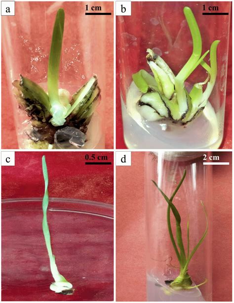 A Direct Shoot Regeneration From Bulb Explant With Attached Basal Plate