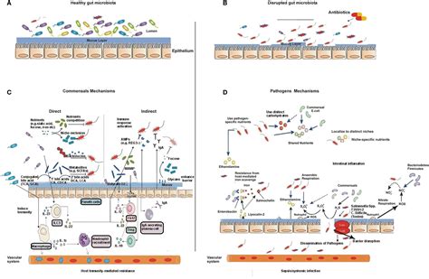 Frontiers Mechanism Of The Gut Microbiota Colonization Resistance And