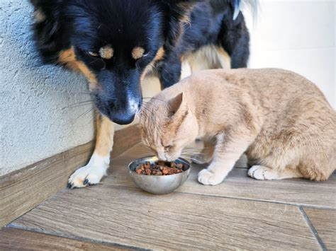 Can Dogs Eat Cat Food? - Whole Dog Journal