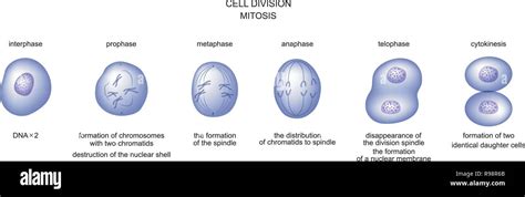 vector illustration  cell division mitosis biology stock vector