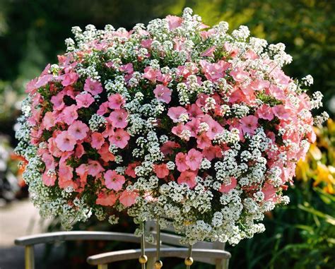 Летние цветы для кашпо фото и названия