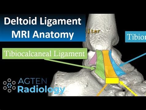 Deltoid Ligament