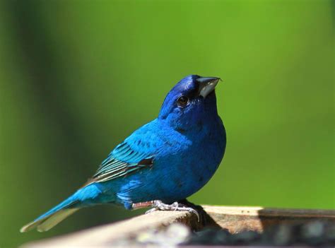 World Beautiful Birds : Indigo Bunting Birds | Interesting Facts ...