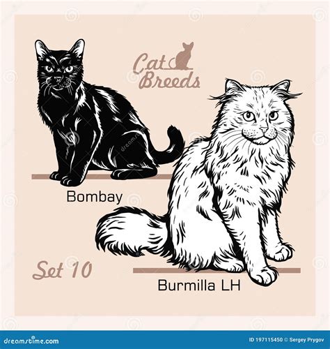 Cat Burmilla Cartoon Vector Illustration Color Variation Set