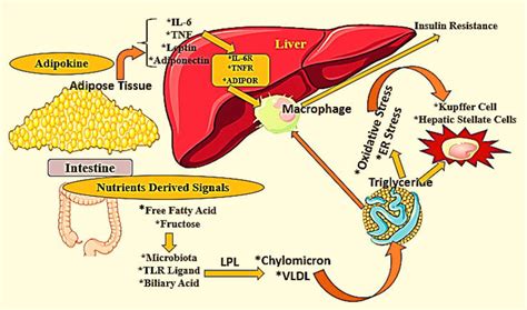 Non Alcoholic Fatty Liver Disease Pathogenesis And The Significance Of High Density Lipoprotein