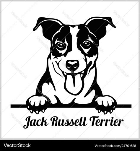 Jack Russell Terrier Peeking Dogs Breed Face Vector Image