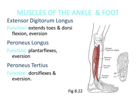 Peroneus Longus Function