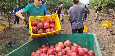 Who Cultivates The Israeli Fields Without The Palestinians Timenews