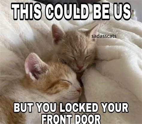 Pin By J M On Cringe Silly Cats Funny Cute Cats Funny Animal Memes