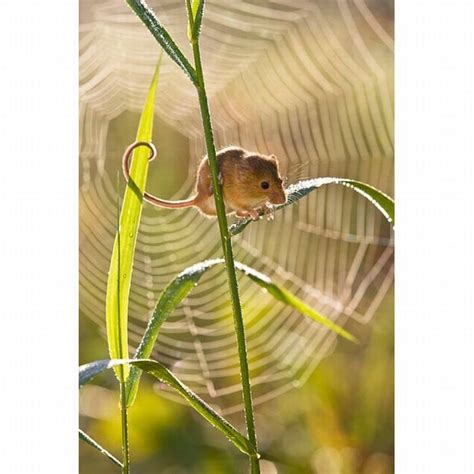 The Secret Life Of The Harvest Mice Amusing Planet