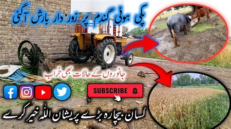 پکی ہوئی گندم پر زور دار بارش آگئی جانوروں کے حالات بھی خراب Farmer Is Sad Youtube