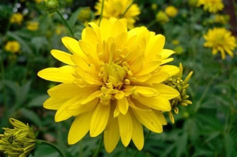 Рудбекия - посадка и уход в открытом грунте