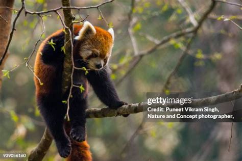 124 Red Panda India Stock Photos, High-Res Pictures, and Images - Getty ...