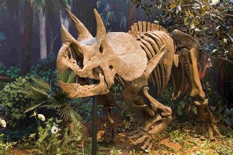 10 Intriguing Facts About The Triceratops