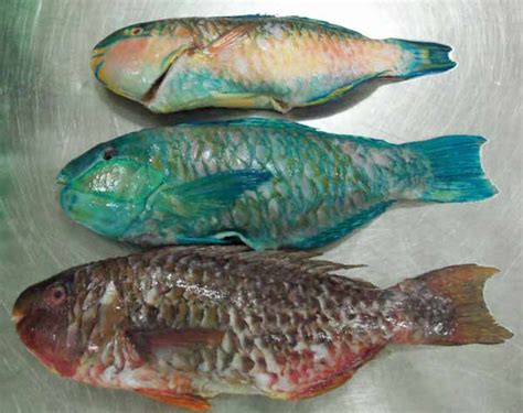 parrotfish red snapper indonesia alam jaya seafood