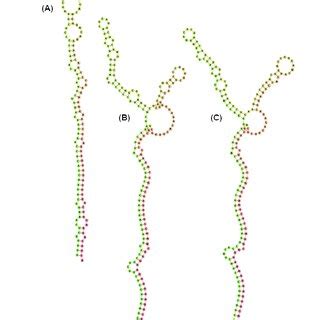 The RNAfold web server predicted the folding structure of the precursor ...