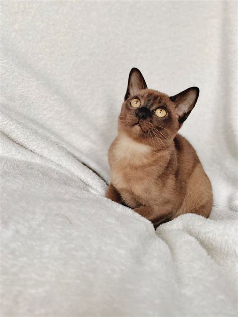 Chocolate Burmese Kitten In 2024 Burmese Kittens Burmese Cat Cute Cats