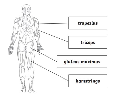 What is the largest muscle in the human body? Wiki - Twinkl