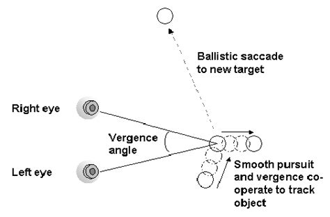 Humans Exhibit Four Characteristic Types Of Eye Motion Saccadic