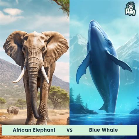 Blue Whale Size Comparison To Elephants