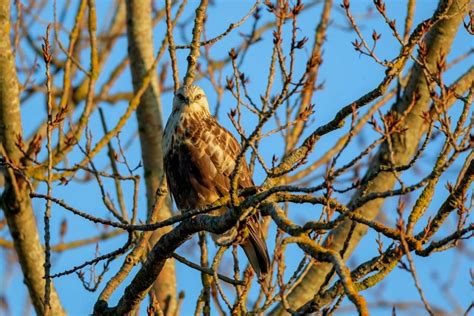 Types Of Hawks In Michigan With Pictures Sounds Birdjoy