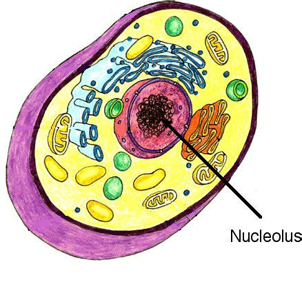 Nucleolus