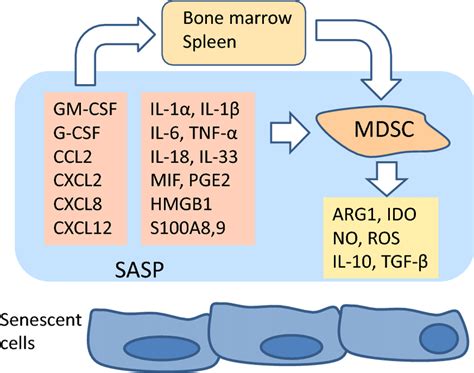 Senescent Cells Expressing Sasp Stimulate The Expansion Recruitment