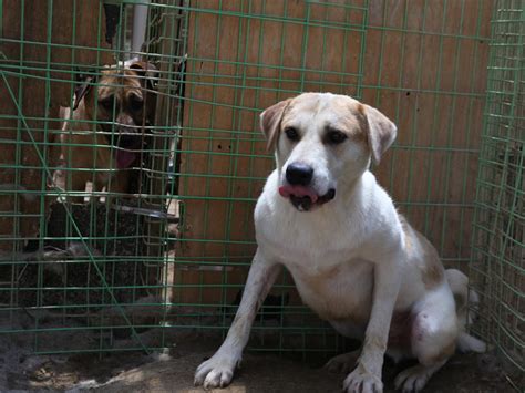 Please help ARK build a new shelter for the 160 dogs rescued from the ...