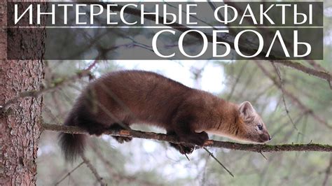 Соболь - интересные факты - YouTube