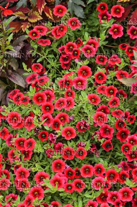 Calibrachoa Superbells Pomegranate Punch Pomegranate Plants Picture
