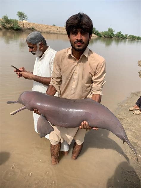 Indus River Dolphin Shot Dead By Villagers Daily Frontline
