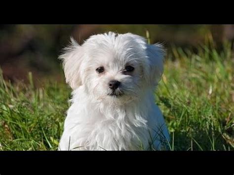 Bichon Maltese Mix