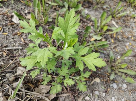 Common Mugwort From Iskitimskiy Rayon Ru Ns Ru On May At