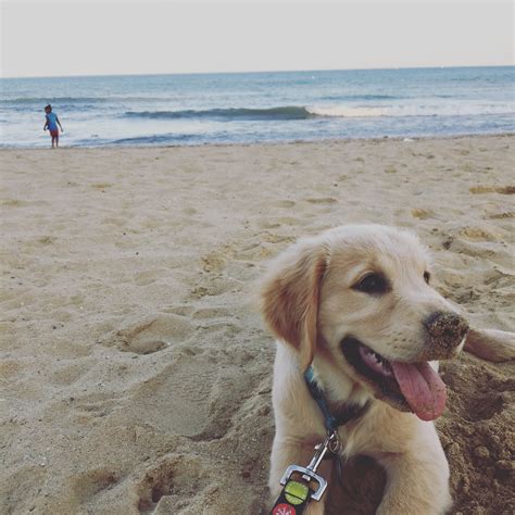 Helix - Contest Entry #73918 - Modern Dog Magazine