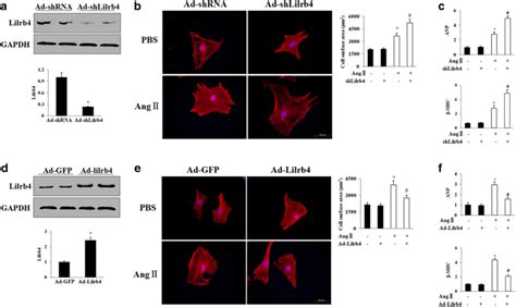 Lilrb4 Inhibited Cardiomyocyte Hypertrophy In Vitro A D Expression Of