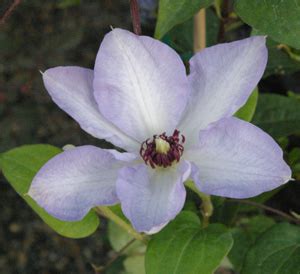 Clematis 'Ivan Olsson'