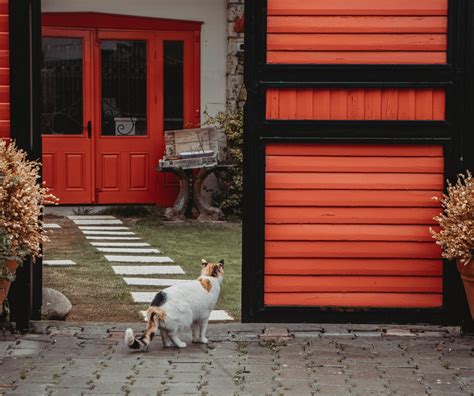 Smart Gadgets You Need to Have For Your Pets | Pets & Animals Tip