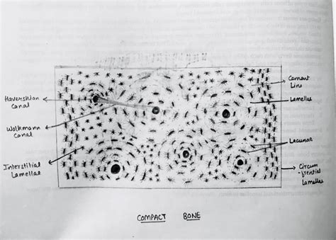 Compact Bone Histology