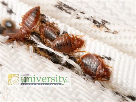 Bed Bug Extermination Expert Tips For A Pest Free Home University