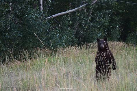 Beartooth The Most Scenic Highway In Yellowstone Travel Realist
