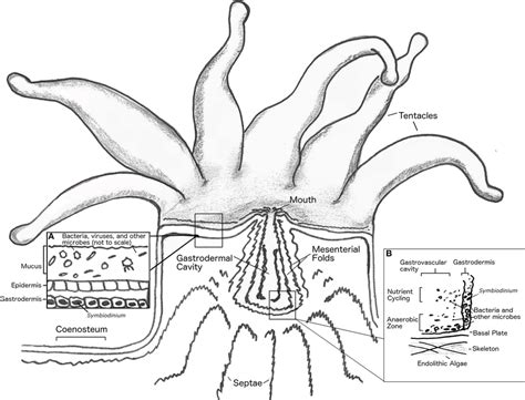 Coral Life Cycle Diagram