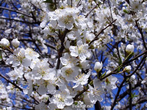 Цветение сливы — Fokart.net