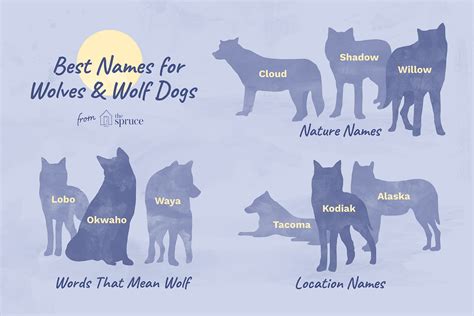 pet wolf  wolfdog names