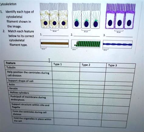SOLVED: Cytoskeleton: Identify each type of cytoskeletal filament shown ...