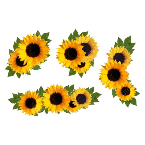 Un Grupo De Girasoles Vector Png Colección De Flores Flores Pintadas A Mano Conjunto De