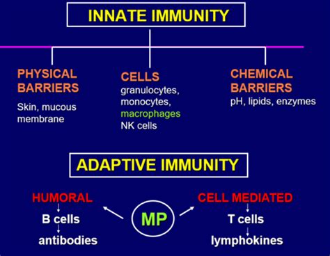 Lecture 15 Chapter 13 Innate Immunity Non Specific Host Defenses