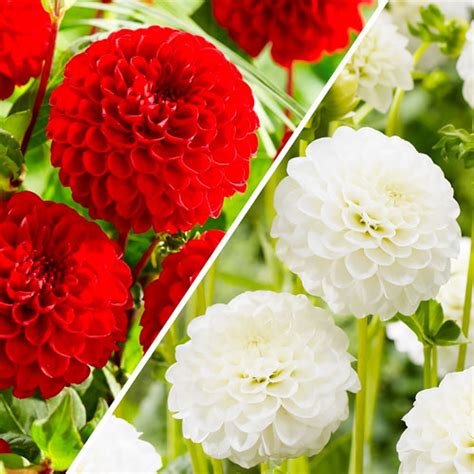 Микс георгин Red and White 🌸 - купить луковицы и клубни в Украине ...