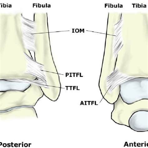 Ankle Syndesmosis Parameters Tibiofibular Clear Space A B